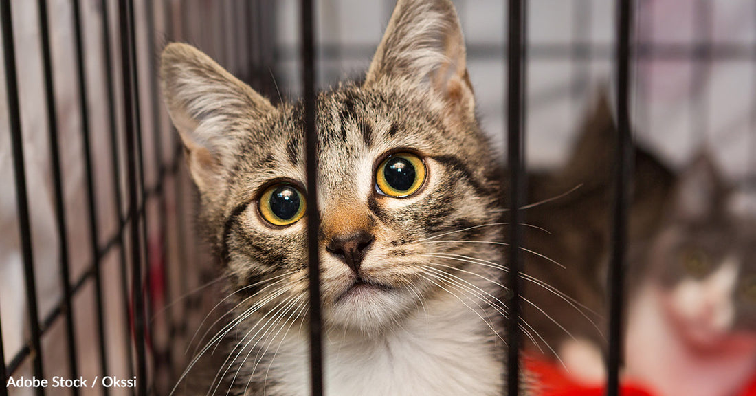 5 Ways To Help Make Shelter Cats More Comfortable And Adoptable