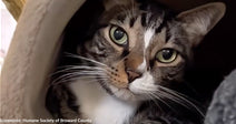 Cat Abandoned Outside Shelter is Terrified and Needs Quiet Home