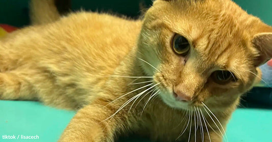 Close-up of an orange cat with expressive eyes resting on a surface.