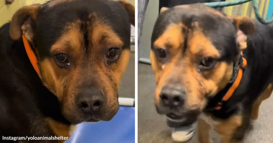 Split image of a black-and-tan shelter dog in an orange collar, shown close up and then standing with a worried expression.