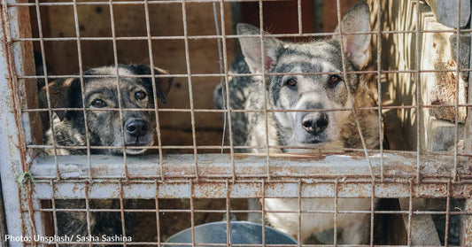 Large Dog Breeds Often Found In Shelters Who Make Great Workout Buddies