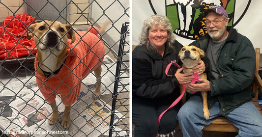 Dog wearing a sweater standing behind a kennel fence beside the same dog sitting with adopters after rescue.