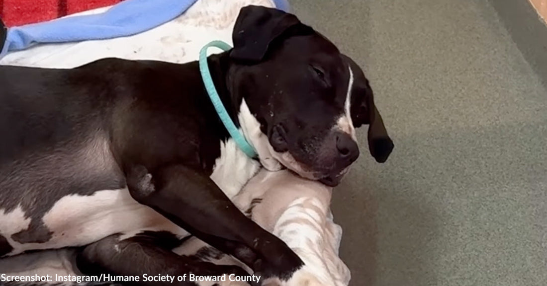 A sleeping black and white dog rests comfortably on a blanket.