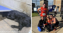 Black dog lying curled against a cinder block wall beneath a blue bench or table outdoors. Group of women posing with a rescued black dog outside a stadium after a race or event.