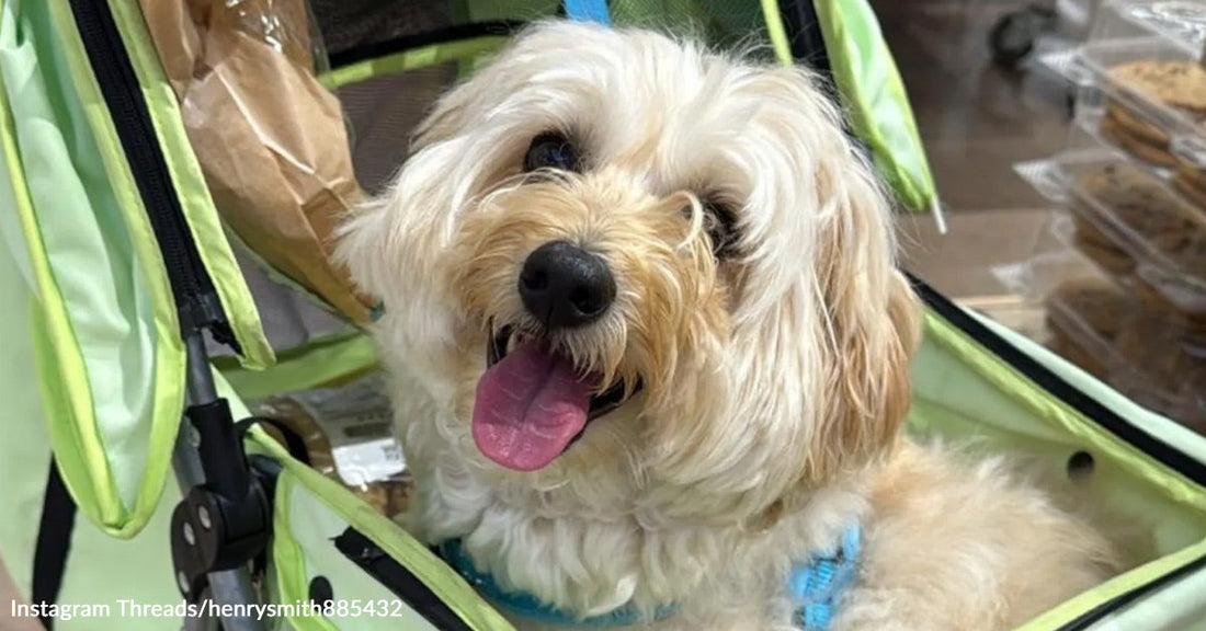 Small white fluffy dog pants happily while sitting in a light green stroller.