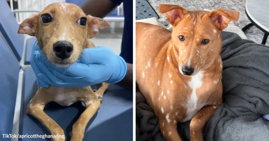 Tiny tan rescue dog being gently held by someone in blue gloves, beside a second image of the same dog healthy and relaxed on a blanket with white spots on its coat.