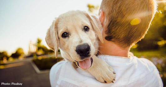 6 Ways To Celebrate Adopt A Shelter Dog Month In October