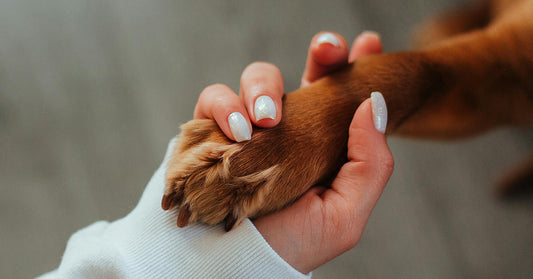 A human hand grasps a brown dog's paw.