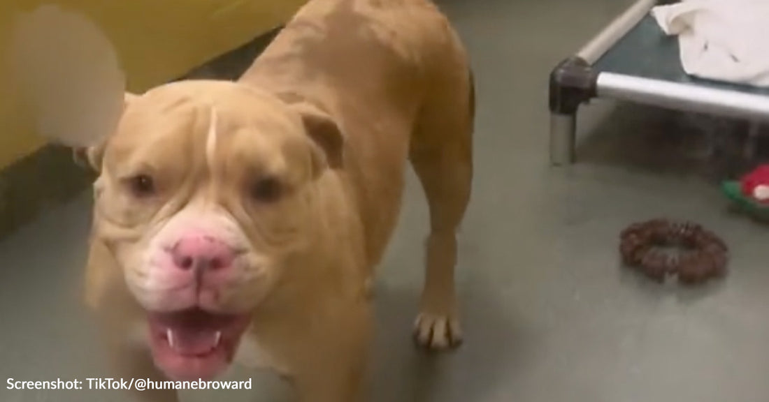 Shelter Dog Cannot Control Her Excitement Over Finding A Home On The Last Day Of The Year