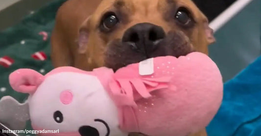 A brown dog holds a pink stuffed toy in its mouth.