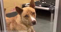Long-Stay Shelter Dog Treated to Day Away from Shelter