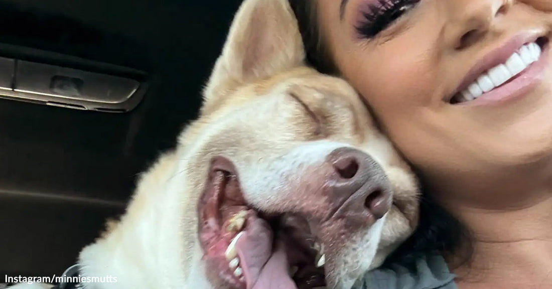 A close photo inside a car shows a content senior dog resting its face against a smiling woman.