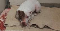 Shy Dog Has Been Waiting Over 500 Days at Shelter for Someone to Pick Her