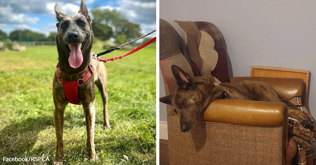 Brindle dog standing on grass with tongue out beside the same dog sleeping comfortably in a chair indoors.