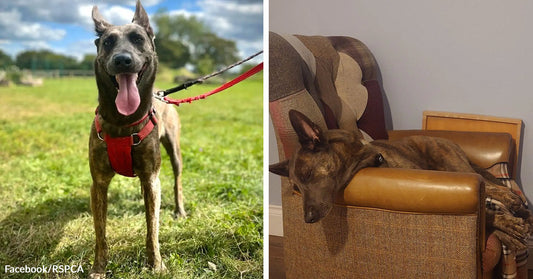 Brindle dog standing on grass with tongue out beside the same dog sleeping comfortably in a chair indoors.