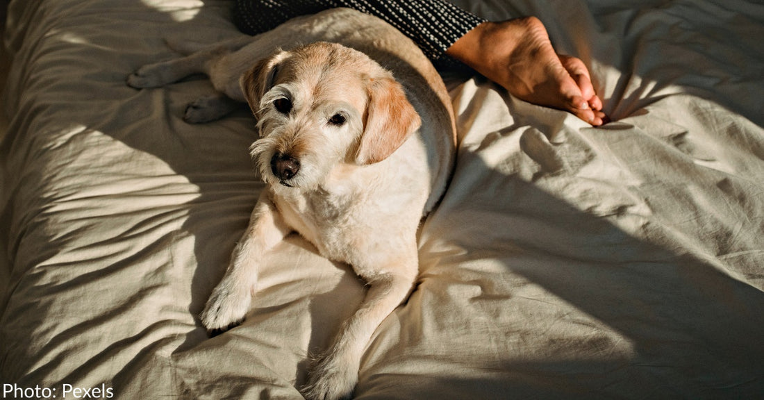 7 Ways Sharing Your Bed With Your Pet Improves Your Life