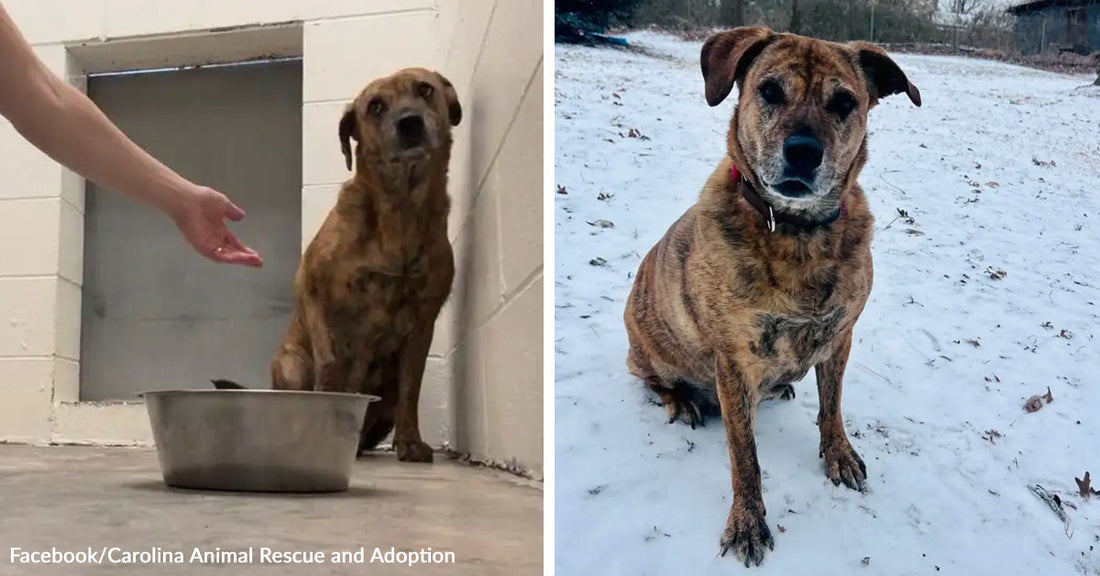 Left: Brown dog sitting in a shelter kennel near a metal food bowl, with a person’s hand reaching toward it.  Right: same brown dog sitting outdoors on snow-covered ground, looking toward the camera.
