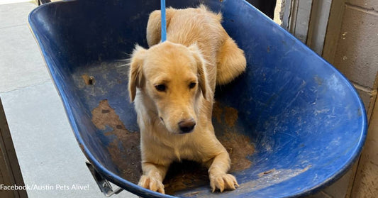 Shy Golden Retriever Was Saved in the Nick of Time from Euthanasia