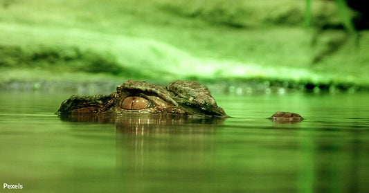 Conservation Victory: Siamese Crocodile Hatchlings Spark Species Revival