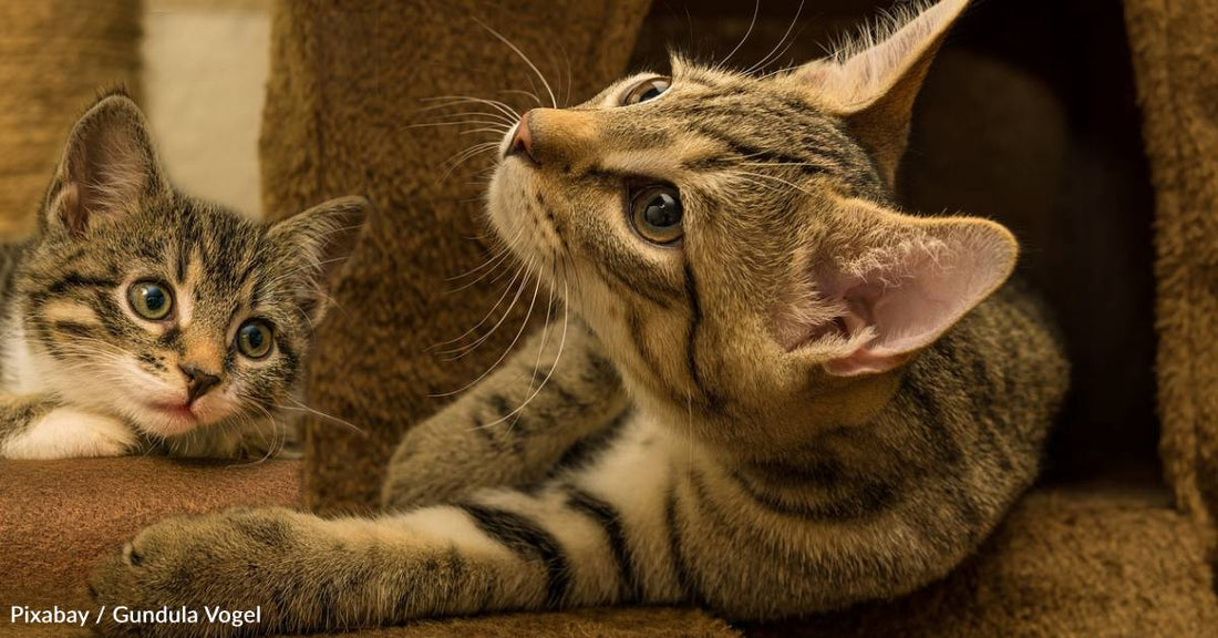 Family Adopts a Kitten for Their Other Kitten to Play With, It Ends Up Being Her Littermate