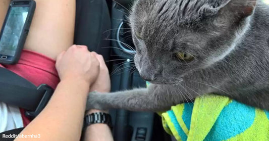 Gray cat riding in a car reaches out a paw to rest on a person’s arm beside the seat.