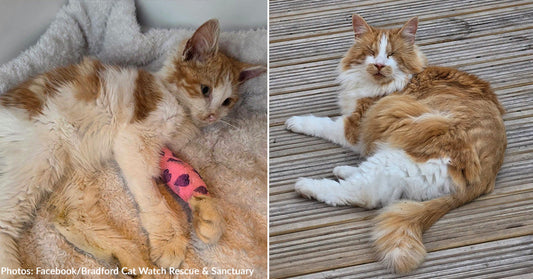 Sick Kitten Saved Thanks to Blood Donation from Blind Rescue Cat