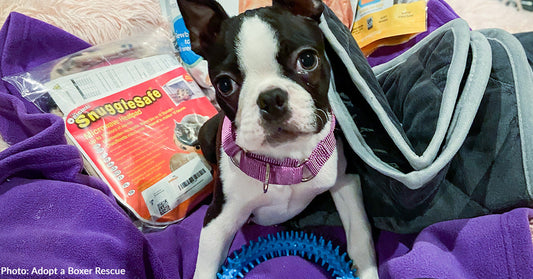 Boston terrier puppy on purple blanket looking at camera