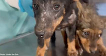 two scared puppies on exam table at animal clinic