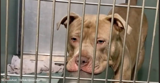 Silly Pit Bull Waiting For Someone To Notice Him With His Favorite Toy At New York Shelter