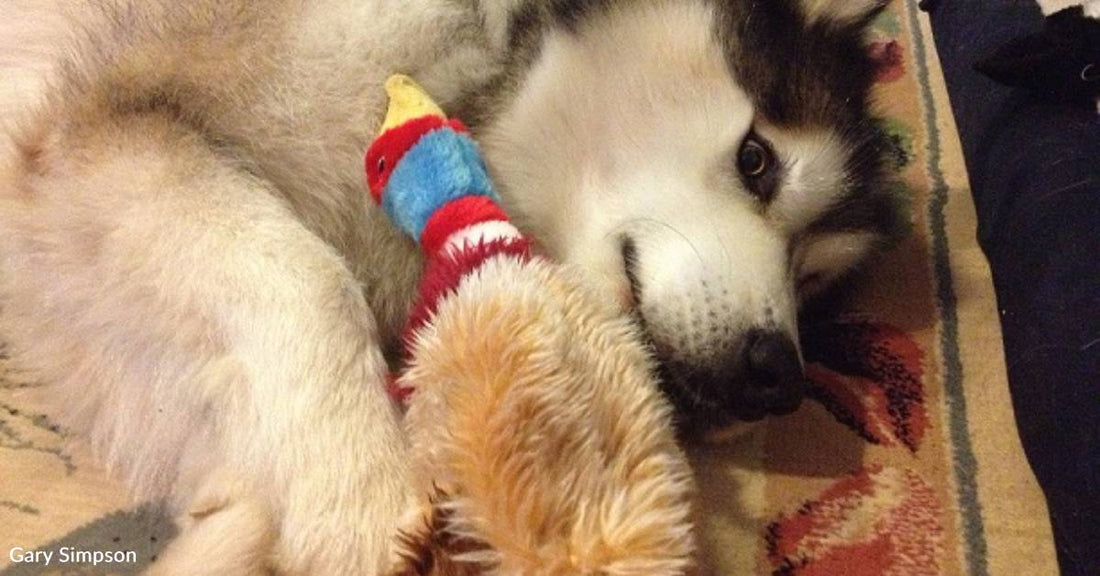 Woman Says 'No More Dogs', 7-Year-Old Malamute Convinces Her Otherwise