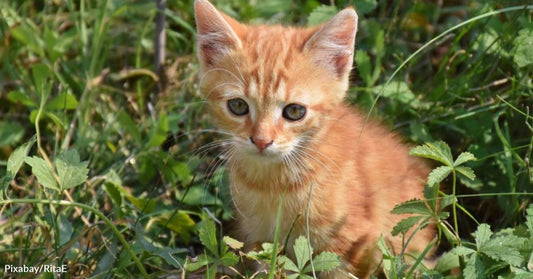 Cat Abandoned in the Woods Finally Rescued After Weeks of Effort