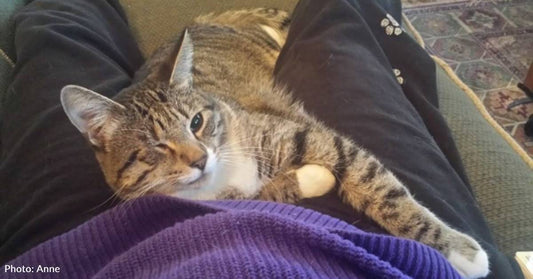 Woman Agrees to Foster One-Eyed Cat, Who Gets a Little Bit Crazy with Her Existing Pets