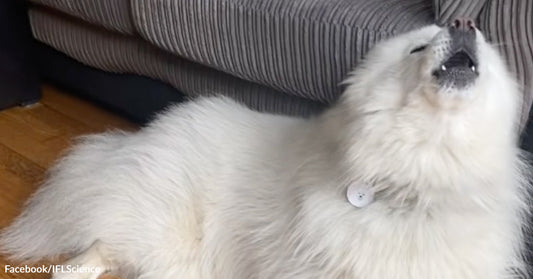 Fluffy white dog reclines on a wooden floor indoors with its head tipped back as if howling or singing.