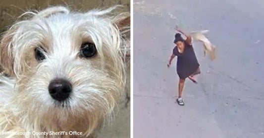 Split image showing a close-up of a small scruffy white dog on the left and a surveillance-style image of a person running while carrying a small dog on the right.