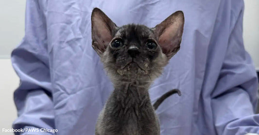 Very slender gray kitten with oversized ears and wide eyes sitting upright in front of a person wearing a light blue gown.