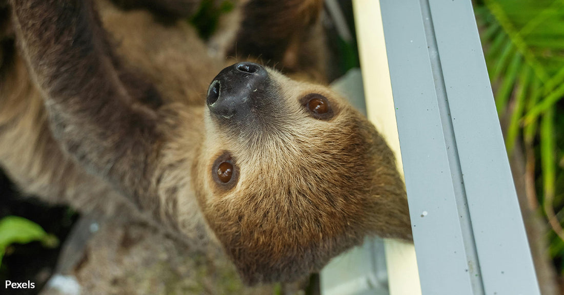 Animals Suffer in Silence Behind the Scenes of 'Sloth King' Exotic Petting Zoo Nightmare