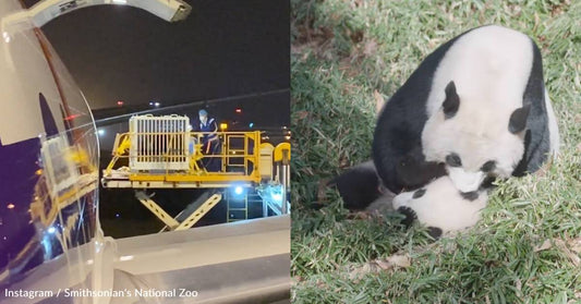 Smithsonian National Zoo's Webcam-Starring Pandas Fly Away to China