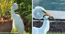Split image showing a white egret standing in a garden and the same egret holding a snake in its beak near a swimming pool.