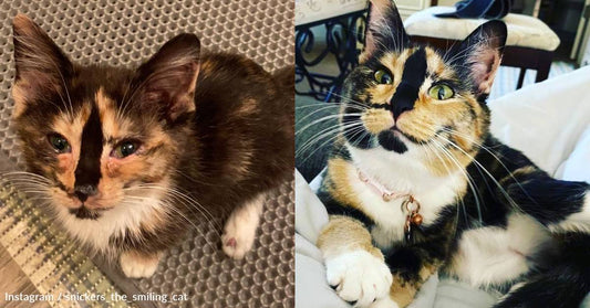 Miracle Rescue Cat Loses and then Regains Her Eyesight