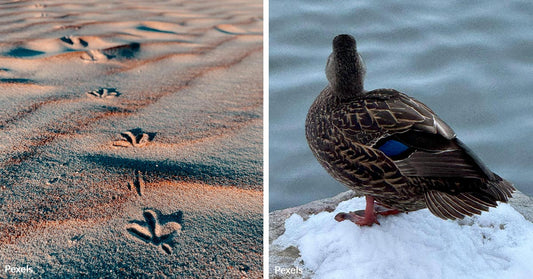 What Happens When Florida’s Wildlife Battles Unprecedented Snowstorms?