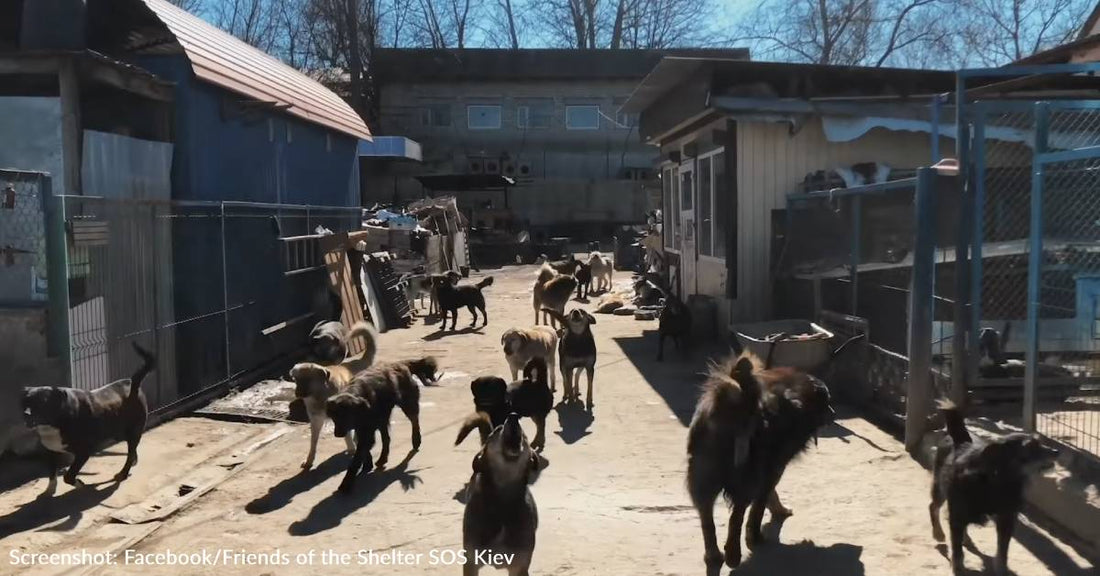 Shelter Founder And Workers Risk Their Lives To Care For Over 1000 Dogs & 300 Cats At Ukrainian Animal Shelter