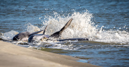Dolphins splashing playfully in the water, creating waves and spray.