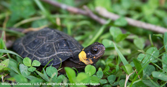 America's Southern Bog Turtle Teeters on the Edge of Extinction