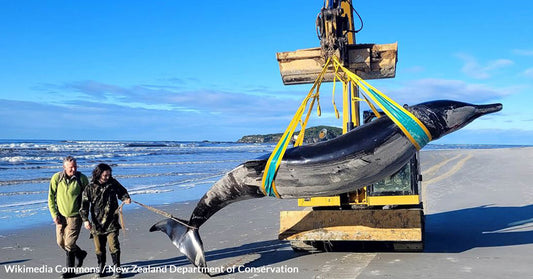 Elusive Spade Toothed Whale Found on New Zealand Beach Could Reveal Species Secrets