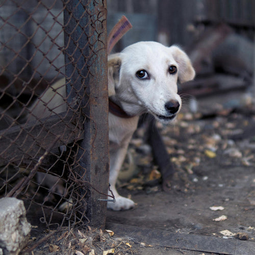 Help End the Crisis by Asking Lawmakers to Boost State Funding for Spay and Neuter Programs!