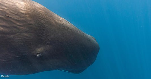 Sperm Whales May Be Talking Just Like Us — Discoveries Hint at Complex Underwater Language