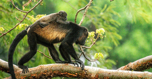 Mother monkey walks on a branch with her baby clinging to her back.