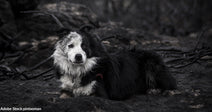 Raging Spokane Wildfires Destroy Homes and Displace Thousands of People and Pets