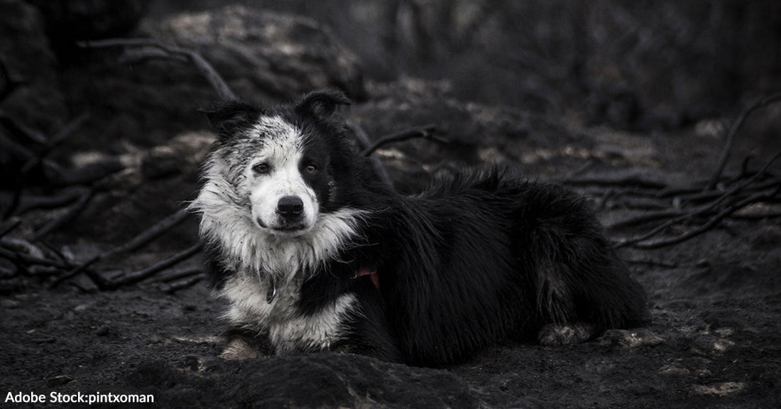 Raging Spokane Wildfires Destroy Homes and Displace Thousands of People and Pets