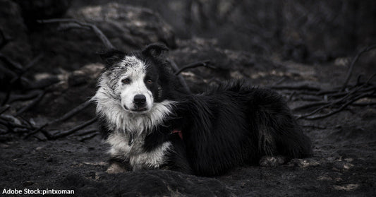 Raging Spokane Wildfires Destroy Homes and Displace Thousands of People and Pets